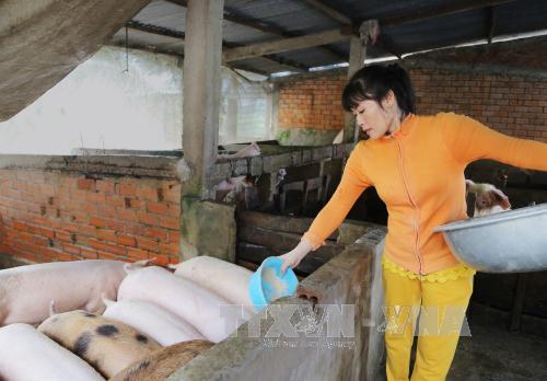 Ai hưởng lợi từ giá lợn xuống thấp? 